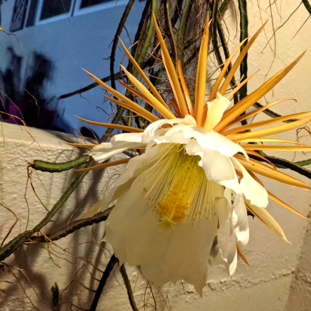 Selenicereus pteranthus 'Princess of the Night Cactus 10 inch cutting RARE